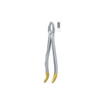 Incisors And Cuspids